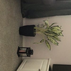 Meet your Posher, Carin